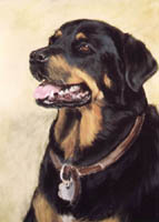 Rottweiller