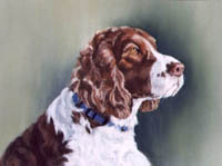 Springer Spaniel